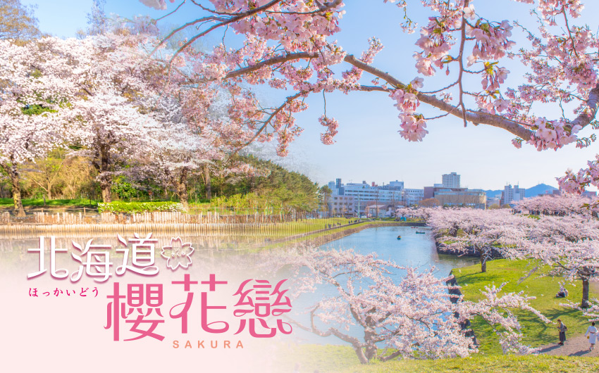 北海道櫻花戀５日
